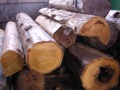 桶製造　椹原木
